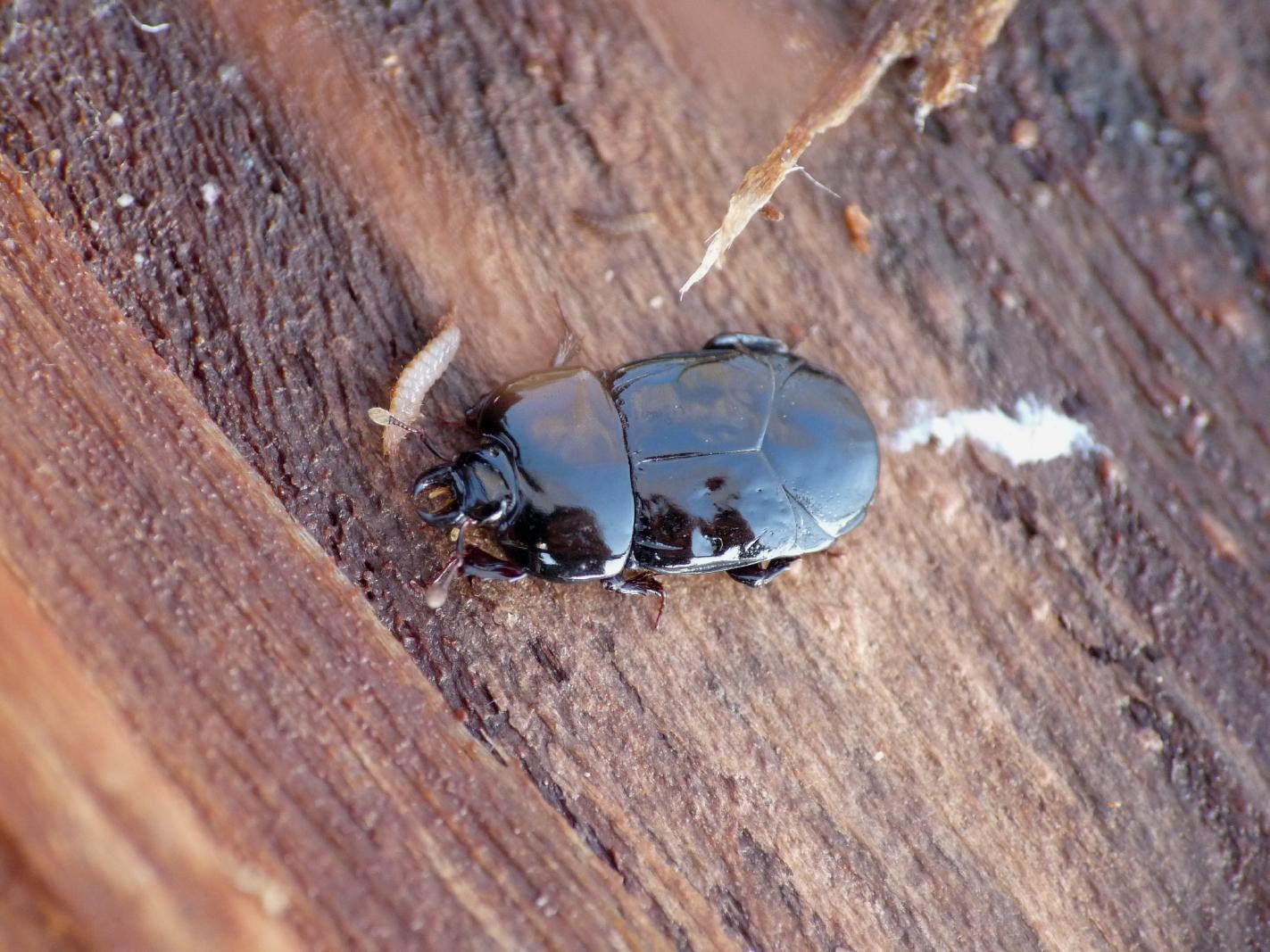 Histeridae da determinare: Hololepta plana